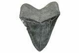 Serrated, Fossil Megalodon Tooth - South Carolina #285002-2